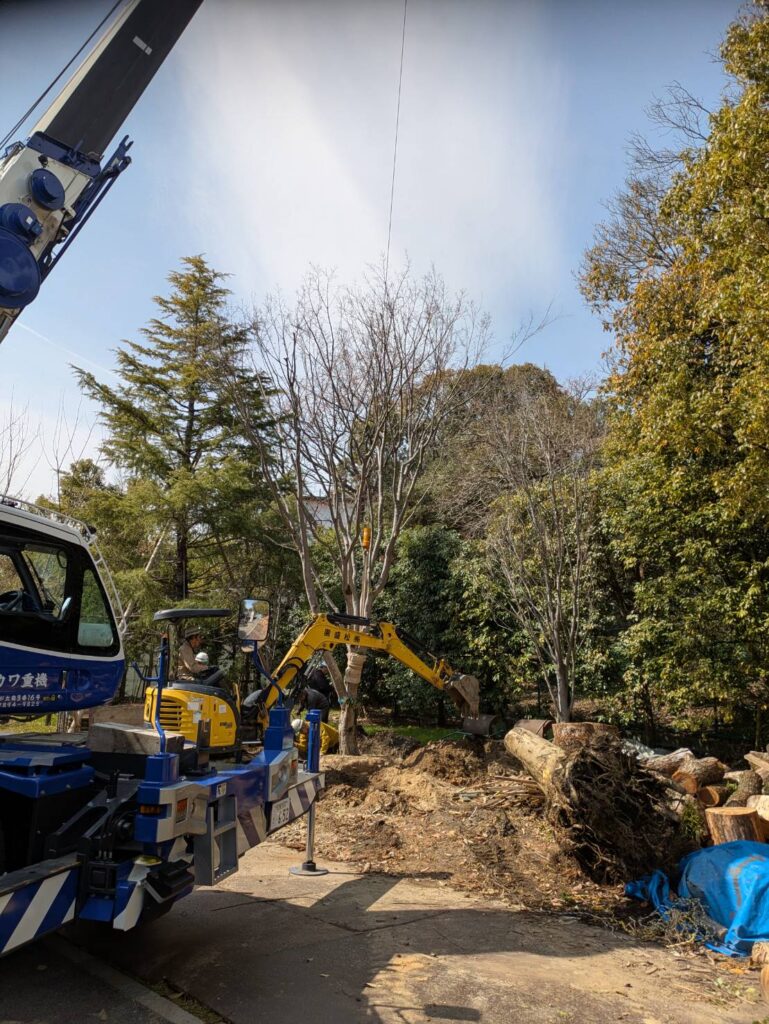 宝塚の植木屋が行う大学敷地内の樹木移植工事 重機を使用して樹木を掘り起こす株式会社宝塚造園の施工風景
