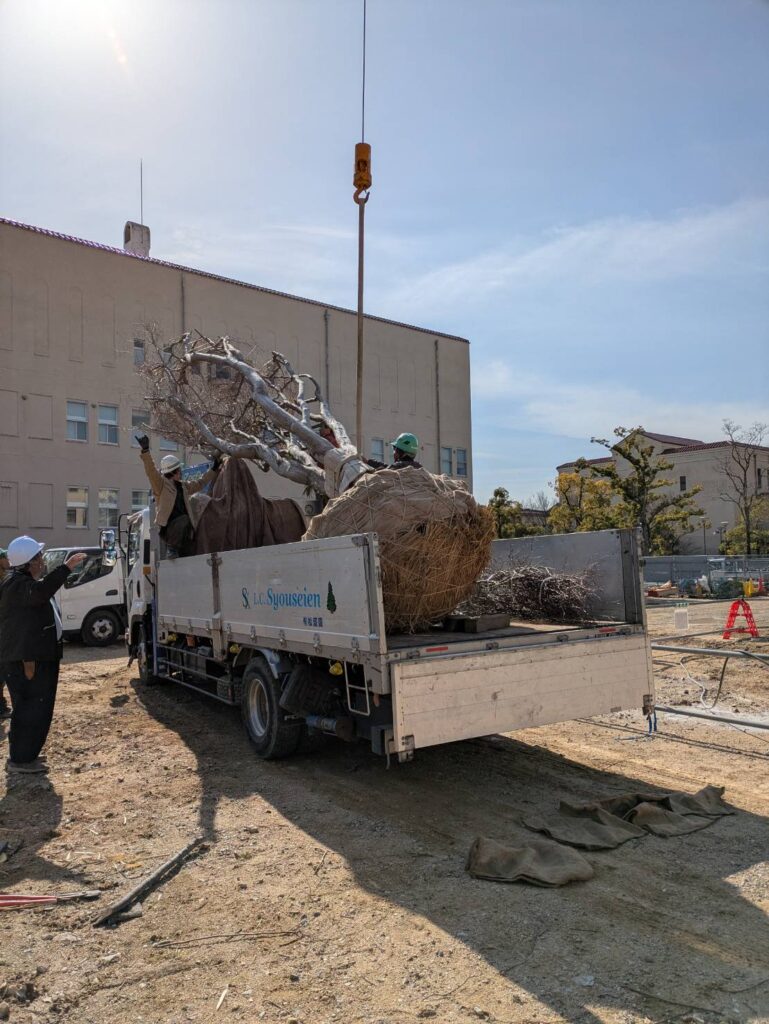 宝塚の植木屋 株式会社宝塚造園によるK大学内樹木移植工事 クレーンで吊り上げた樹木をトラックに積み込む作業