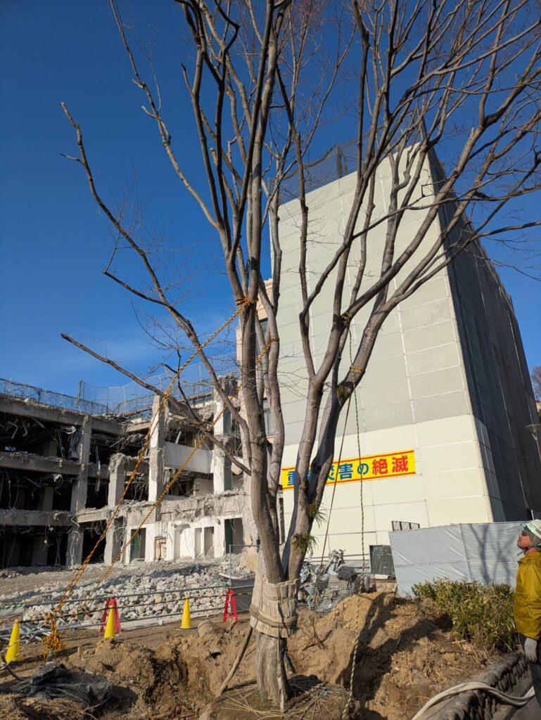 宝塚の植木屋 株式会社宝塚造園によるK大学内樹木移植工事の様子 大型樹木を支柱で固定し移植準備を行う作業風景